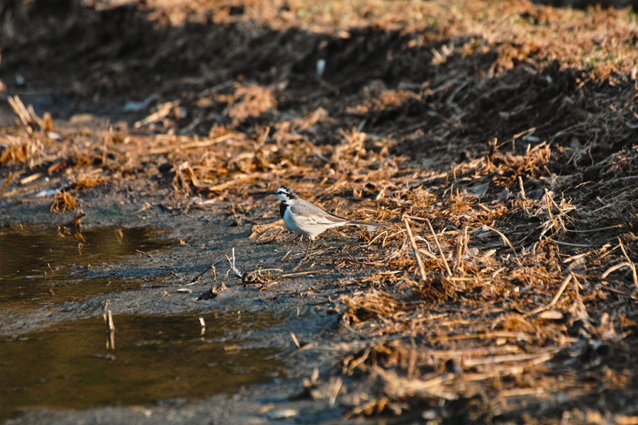 野鳥は根比べ_c0223825_082185.jpg