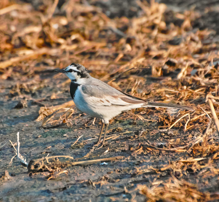 野鳥は根比べ_c0223825_093229.jpg