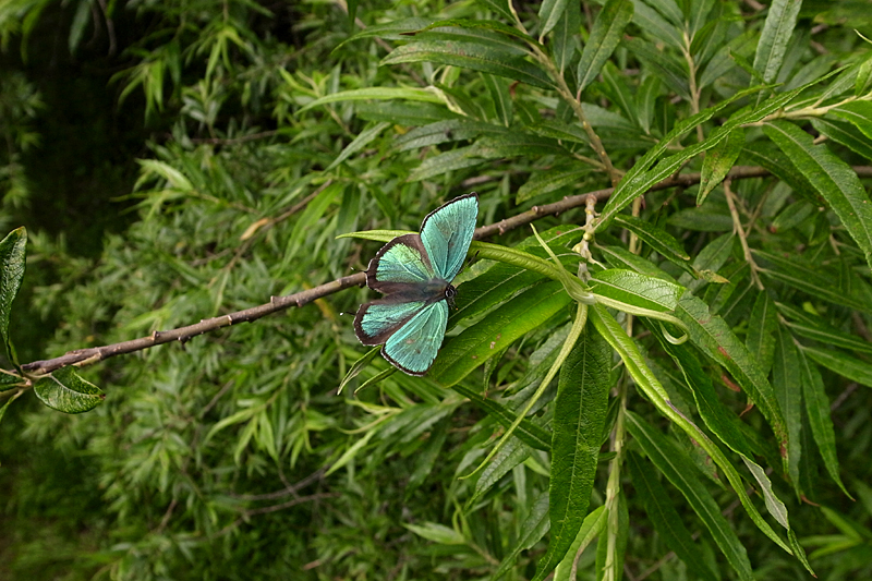 d0054625_9324323.jpg