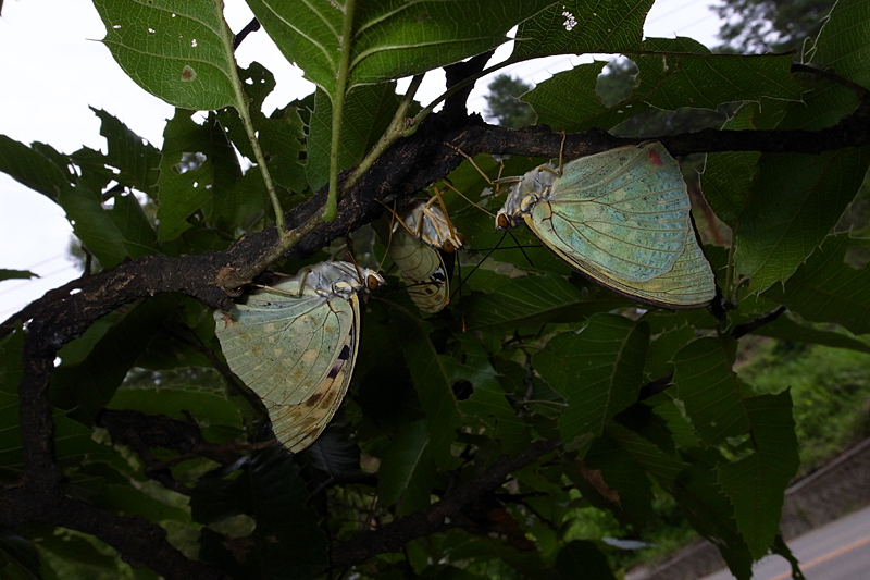 d0054625_9402687.jpg