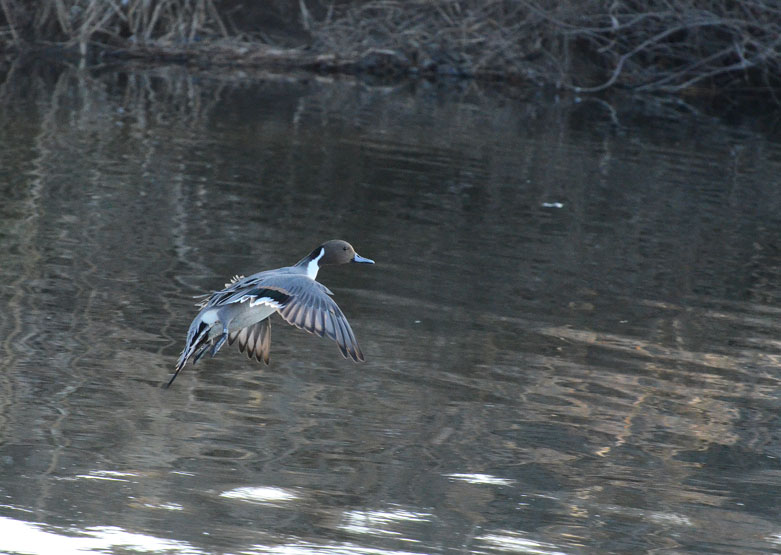 白鳥舞う　in2013.02.10①_a0126632_21351661.jpg