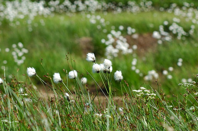 カヤツリグサ科　ワタスゲ_f0202445_1575016.jpg