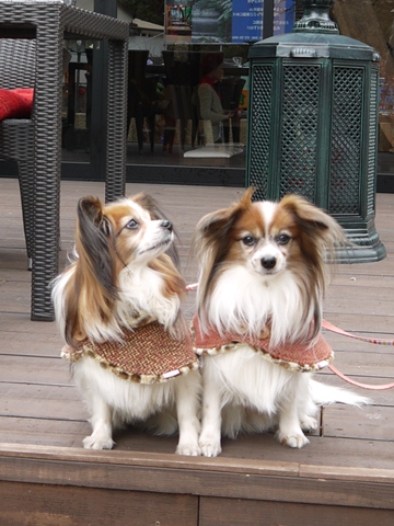 e0100046_17135049.jpg