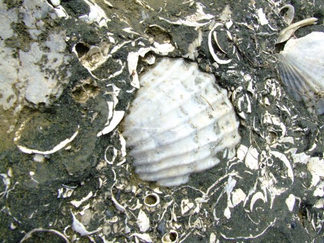 北海道産 タカハシホタテ 化石 日本の化石