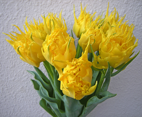 a0001354_2201558.gif