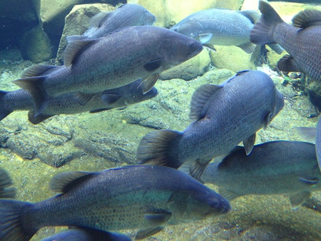 松野町 おさかな館 底物の部屋 釣り 魚ネタ館