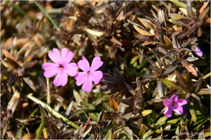 春の花探し・多磨霊園２_d0024291_22104838.jpg