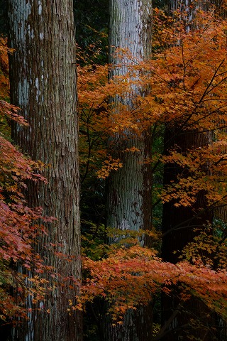 水寺本坊庭園_e0176993_1513368.jpg