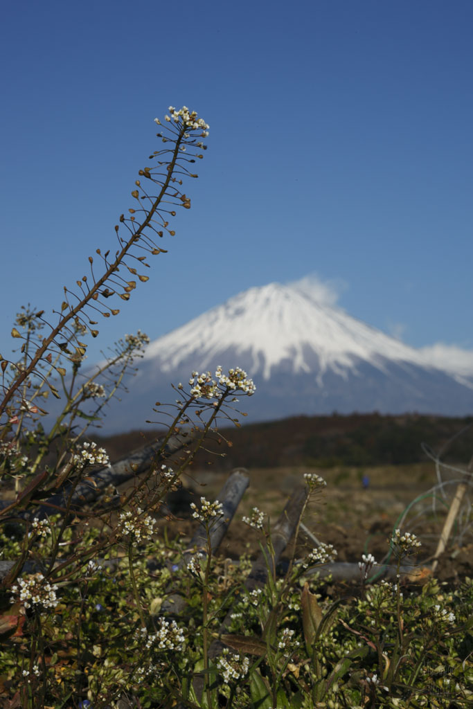 ナズナと富士山 [Nazuna & Fujisan]_b0064396_1816555.jpg