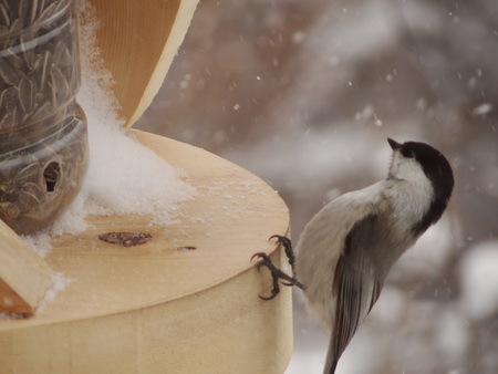 野鳥たちの募金_e0120896_10192713.jpg