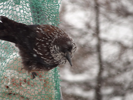 野鳥たちの募金_e0120896_10194684.jpg