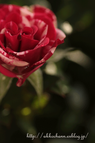 f0128096_1826468.gif