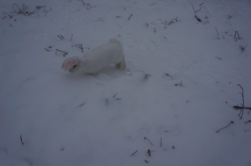 雪ウサギ_f0106597_17195712.jpg