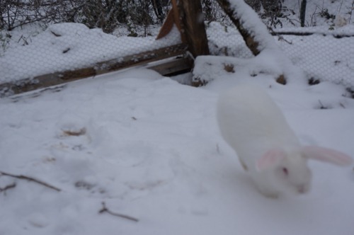 雪ウサギ_f0106597_1719925.jpg