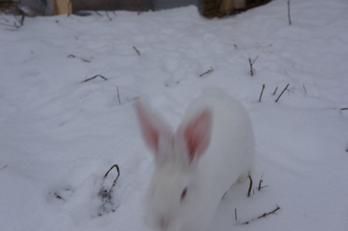 雪ウサギ_f0106597_17204225.jpg
