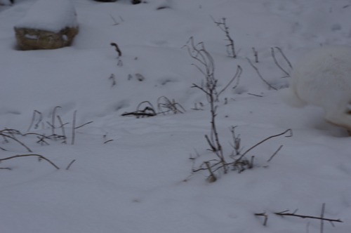 雪ウサギ_f0106597_1724785.jpg