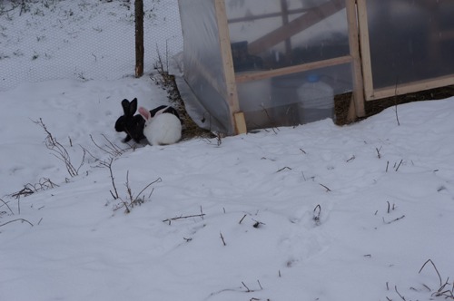 雪ウサギ_f0106597_17295479.jpg