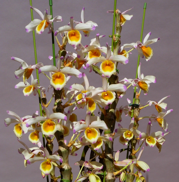Dendrobium pendulum : 花咲か父さん 洋らん栽培