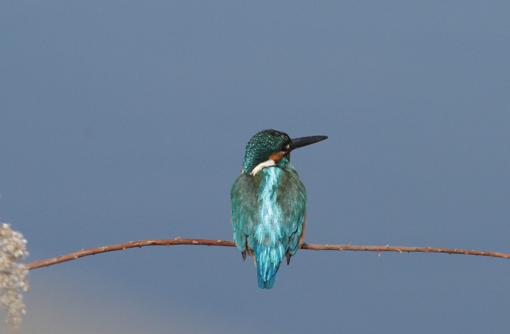 ＭＦのカワセミとチョトだけ白鳥_f0239515_18592723.jpg