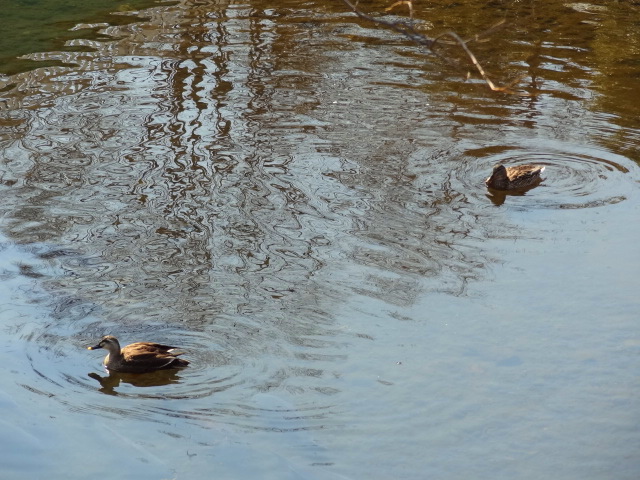 e0016828_10472790.jpg