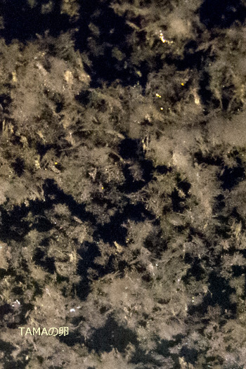 c0024729_20562884.jpg