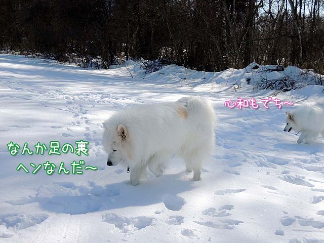 雪遊びワホー♪_c0062832_5163135.jpg