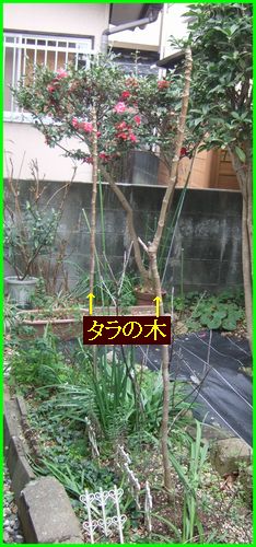 タラの芽の促成栽培（実験）その１_c0004734_22223777.jpg