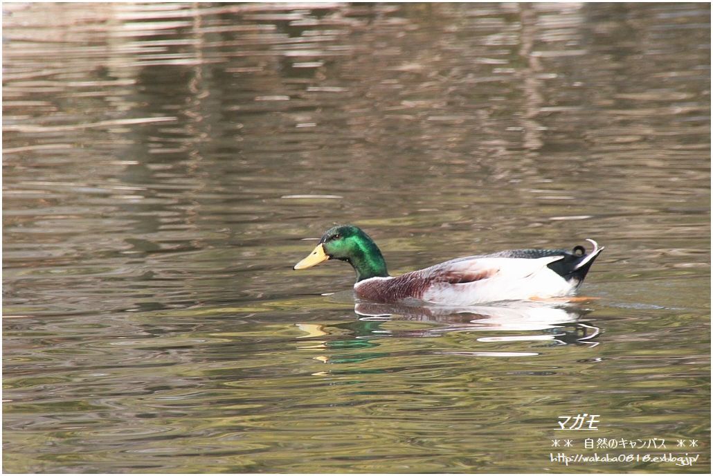 そうか公園の池の鳥達_e0052135_1610412.jpg