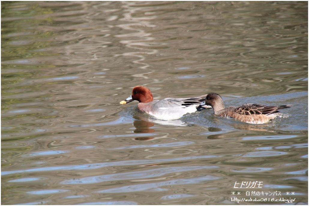 そうか公園の池の鳥達_e0052135_1671771.jpg