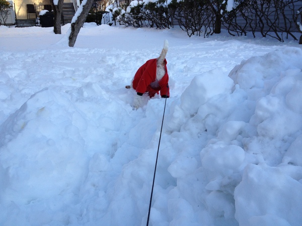 大雪だけどムフフ～の日～！_a0224537_5264169.jpg