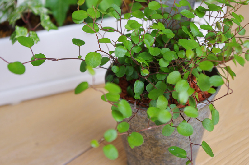アイビーの寄せ植え 森の扉バックヤード アイビーの寄せ植え 森の扉バックヤード