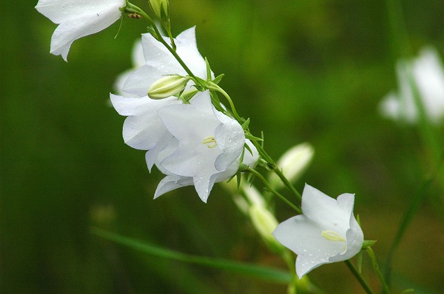 キキョウ科ホタルブクロ属　Campanula persicifolia_f0202445_23371821.jpg