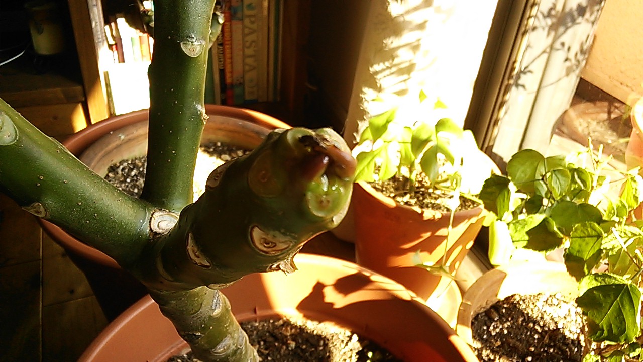 f0188652_1983818.jpg