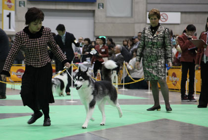 ♪ ユアン ＦＣＩ神奈川インターナショナルドッグショー ♪_c0161772_22144057.jpg