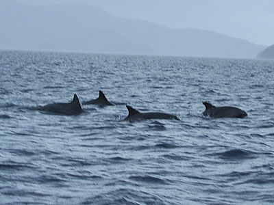 「サンゴ調査~クジラ~イルカ」_b0033573_20174371.jpg