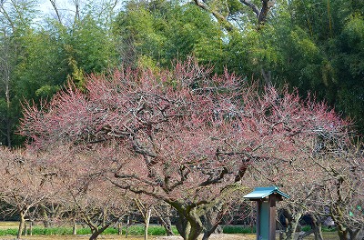 2013年2月12日【紅梅咲きました】_a0185880_14213391.jpg