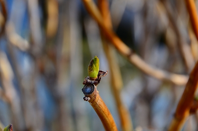 2013年2月12日【紅梅咲きました】_a0185880_14324999.jpg