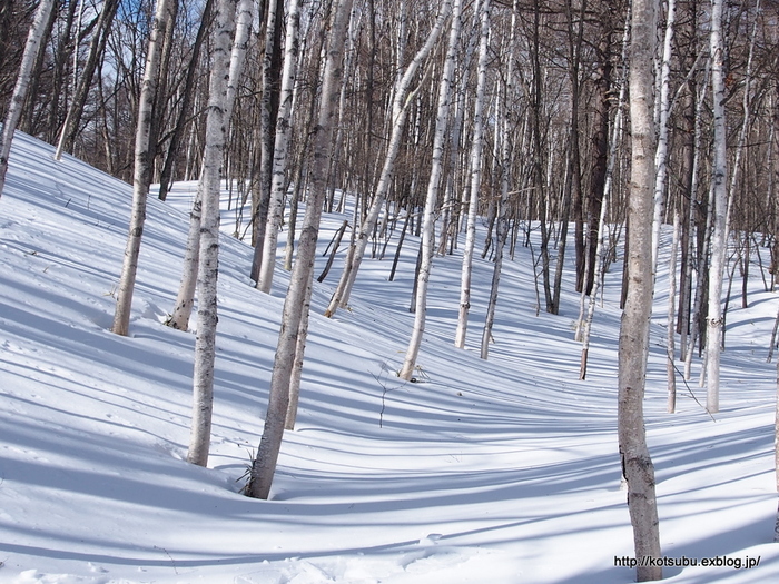 雪原の白樺_e0195587_23322623.jpg