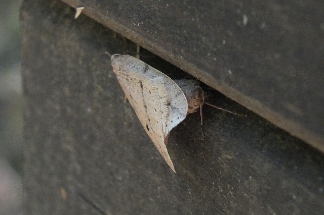 e0070891_18553717.jpg