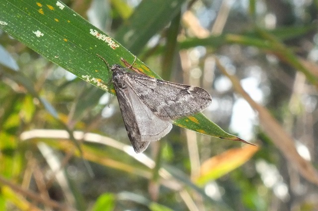 e0070891_20211851.jpg