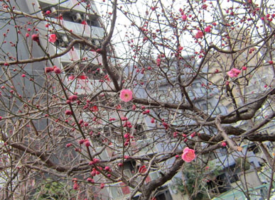 梅が咲いてたよ～ネバネバマグロ丼ご飯_b0286795_2275771.jpg