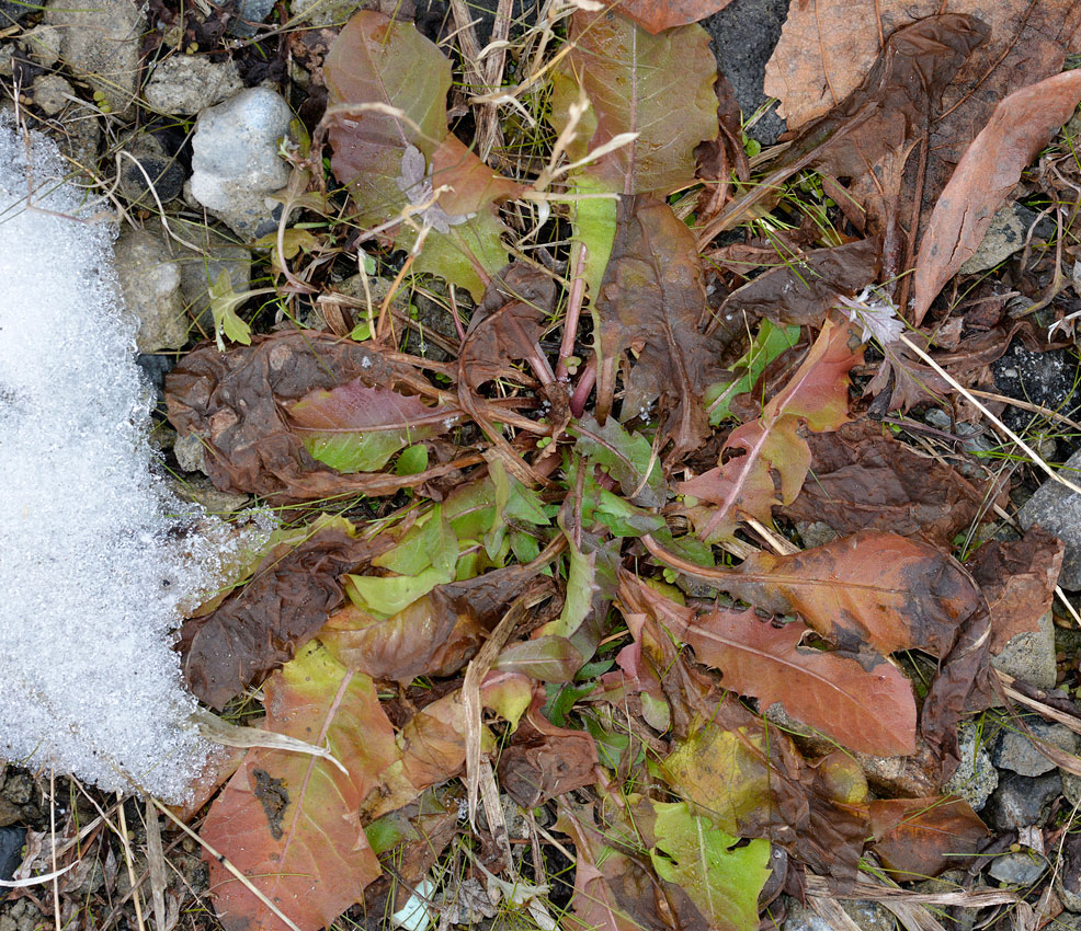 冬の雑草 6 雪の下のタンポポとハルジオン 自然観察大学ブログ