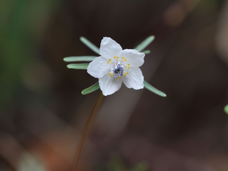 季節の花１３－０２－１_b0223198_2274793.jpg