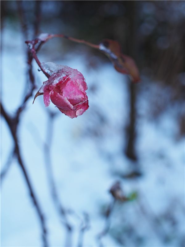 3度目の雪の朝_f0224100_23402284.jpg