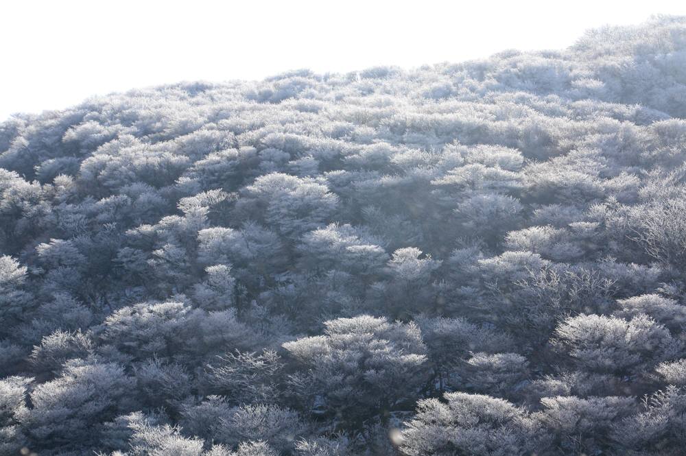 大船山（大分県）1786ｍ_f0212511_22542850.jpg