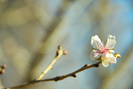 寒桜_e0242219_22325434.jpg