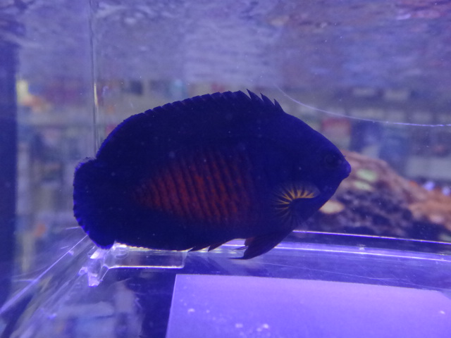 130213 海水魚・水草・淡水魚_f0189122_12231098.jpg
