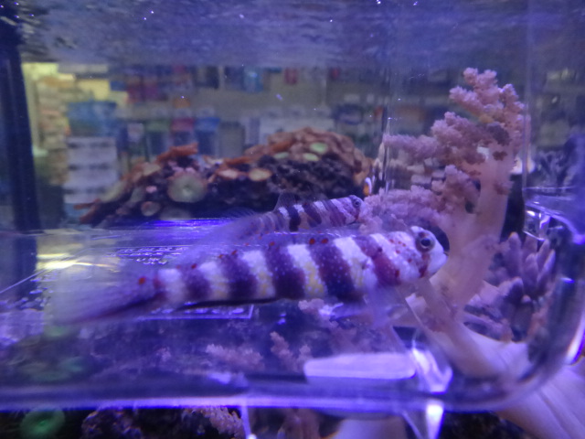 130213 海水魚・水草・淡水魚_f0189122_1224194.jpg