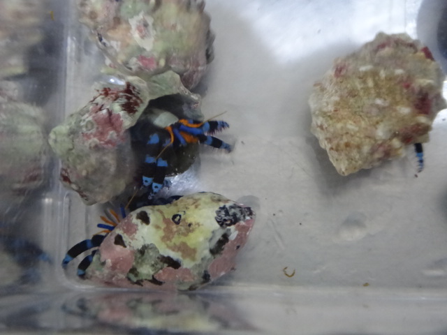 130213 海水魚・水草・淡水魚_f0189122_12251240.jpg