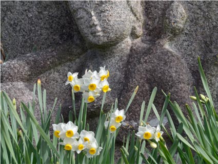 ☆花の寺「般若寺」のスイセンは七分咲_a0100742_10345782.jpg